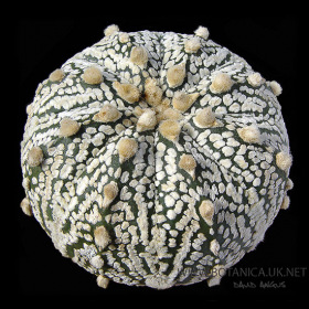 Astrophytum asterias kabuto