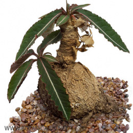 Euphorbia-cremersii