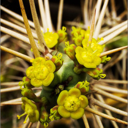 Euphorbia_samburensis_2